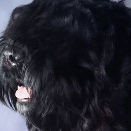 Black Russian Terriers from Amethyst Black Russian Terriers