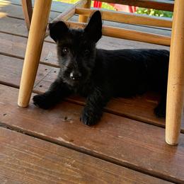 Dougan - Black male Scottish Terrier puppy in Moyie Springs, Idaho from Avonlea Terriers