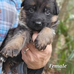 Berger Blanc Suisse and German Shepherd Puppies from Vom Hundhaus Shepherds