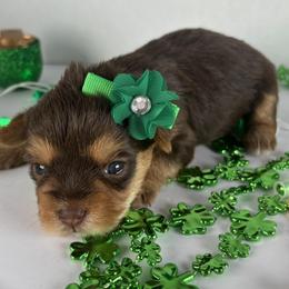 Chocolate girl - Chocolate and tan female Yorkshire Terrier puppy in Gainesville, Georgia from Country Dog Kennels.