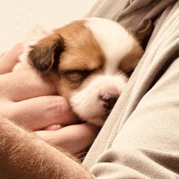 Pembroke Welsh Corgi Puppies from Corgi Love Tales