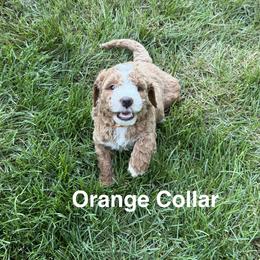 Orange Rainbow Collar - Cream female Goldendoodle puppy in Landis, North Carolina from Shelbys Doodle Farm