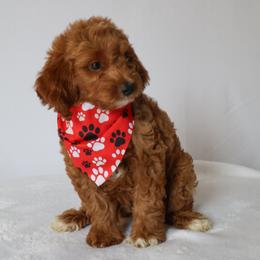 Dexter - Red  male Goldendoodle puppy in Apopka, Florida from Rae Precious Puppies