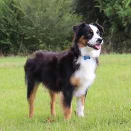 Daisy - Miniature Australian Shepherd