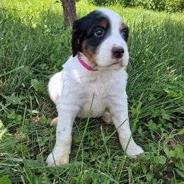 Pink female - Blue belton and tan (tri-color) female English Setter puppy in Potosi, Wisconsin from Point and Flush Gun Dogs