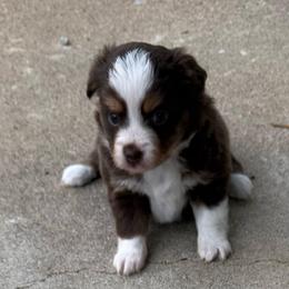 Libby - Red tri female Toy Australian Shepherd puppy in Arrington, Tennessee from Tumblin T Aussies and Aussiedoodles