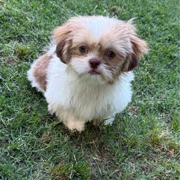 Lucas - Tricolor male Shih Tzu puppy in Covington, Georgia from Top Hats 2  Shih Tzu’s
