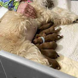 Soft Coated Wheaten Terrier Puppies from Stratford Wheatens
