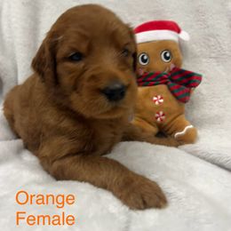 Girl 4 - Red  female Goldendoodle puppy in Etowah, North Carolina from Lance Doodle Farm