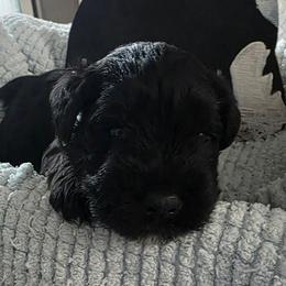 Puppy blue all black - Black male Miniature Schnauzer puppy in Fresno, California from Findell Kennel, LLC