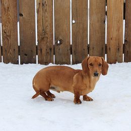 Huck - Dachshund