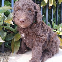 Oscar - Labradoodle puppy in Atascadero, California from Classic Poodles and Doodles