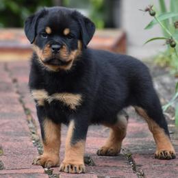 Leonidias - Black and mahogany male Rottweiler puppy in Catawissa, Pennsylvania from Sharp Ridge Rottweilers