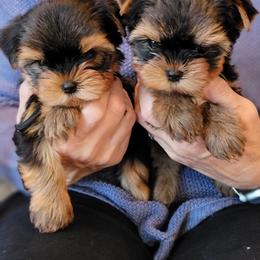 Yorkshire Terrier Puppies from Luxe Yorkshire Terriers