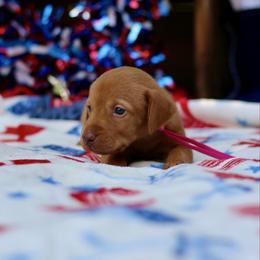 Glory - Golden rust female Vizsla puppy in Bloomington, Indiana from Envizion