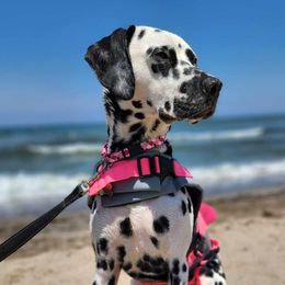 Dalmatians from Great Lakes Dalmatians