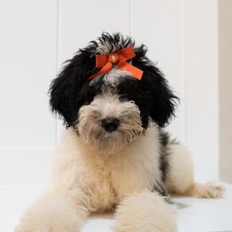 Rosie - Aussiedoodle puppy from All Things Doodles