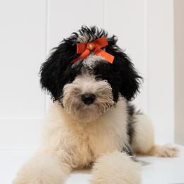 Rosie - Aussiedoodle puppy from All Things Doodles
