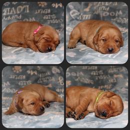 4th pick female - Yellow female Labrador Retriever puppy in Twin Falls, Idaho from Whispering White Pines Labradors
