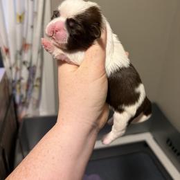 Boy 3 - Liver and white male Shih Tzu puppy in Springfield, Missouri from Lopez Family Tails