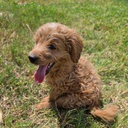 Darla (Purple Collar) - Apricot female Goldendoodle puppy in Forney, Texas from Cityline Goldendoodles