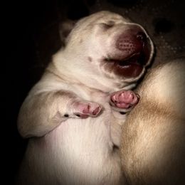 Labrador Retriever Puppies from Red Barn Family Labs