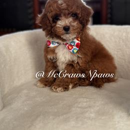 Cavapoo and Maltipoo Puppies from McCraws N Paws