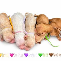 Snappy - Apricot female Goldendoodle puppy in Hot Springs, Arkansas from Hot Springs Kennels