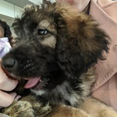 Saint Berdoodle Puppies from Brewer's Doodles