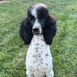 Faye - Poodle