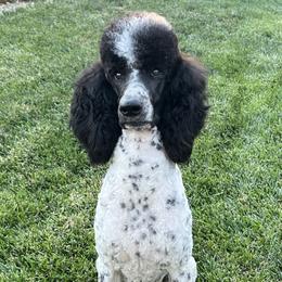Faye - Poodle