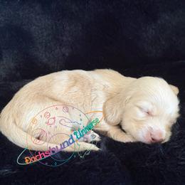 Venus - Cream female Dachshund puppy in Peyton, Colorado from Dachshund Universe
