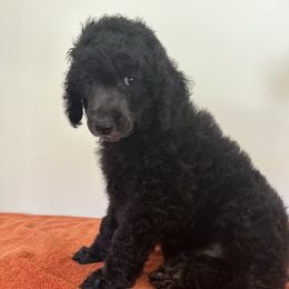 Poodle Puppies from Paddock's Purebred Poodles