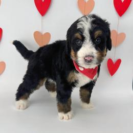 Albert - Tri-color male Bernedoodle puppy in Alpharetta, Georgia from Doodles of Buckhead
