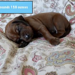 Light Blue - Red male Redbone Coonhound puppy in Shreveport, Louisiana from BAFERD Kennels