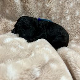 Goldendoodle Puppies from Sugar Doodles