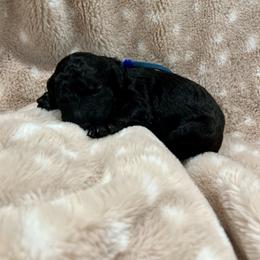 Goldendoodle Puppies from Sugar Doodles