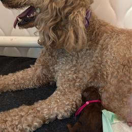 Pink - Red  female Poodle puppy in Keedysville, Maryland from Sunshine Red Standard Poodles