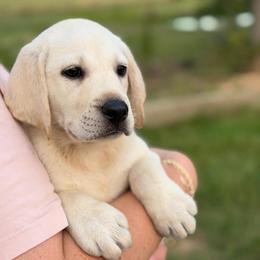Forest - Yellow male Labrador Retriever puppy in Archer Lodge, North Carolina from Archer Lodge Labradors