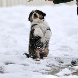 Australian Shepherd, Miniature American Shepherd, Miniature Australian Shepherd, and Toy Australian Shepherd Puppies from Painted Blue Aussies