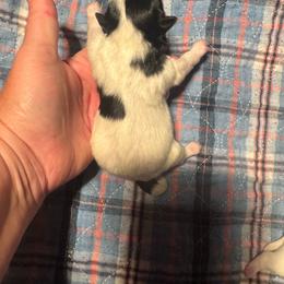 Jill - Black and white female Shih Tzu puppy in Success, Missouri from Salty Pawz Kennel LLC