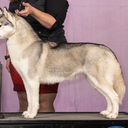 Aurora - Siberian Husky
