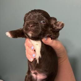 Charlie Brown - Liver and white male Shih Tzu puppy in Springboro, Ohio from Shih Tzus of Springboro LLC.