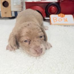 Rusty - Dapple male Dachshund puppy in Mansfield, Missouri from Owens Farm