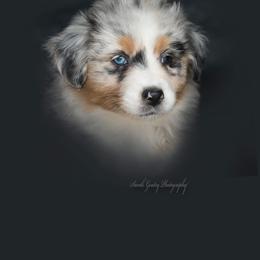 Aussiedoodle and Australian Shepherd Puppies from SS Australian Shepherds and Aussiedoodles