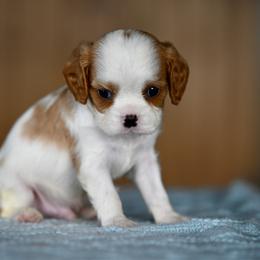 Windsor - Blenheim male Cavalier King Charles Spaniel puppy in Sugarcreek, Ohio from Chocolate Cavalier
