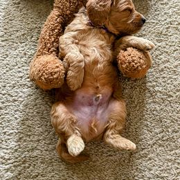 Goldendoodle Puppies from Ming’s Dynasty Doodles