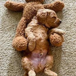 Goldendoodle Puppies from Ming’s Dynasty Doodles