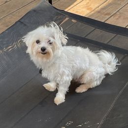 Buddy - Maltese