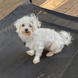 Buddy - Maltese